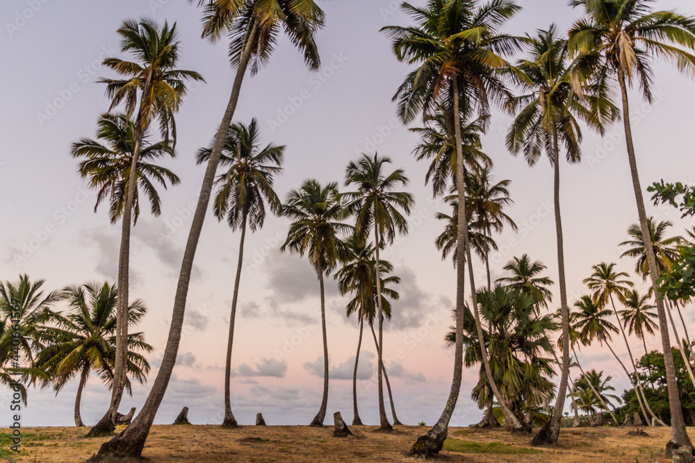 Palm grove near Las Galeras, Dominican Republic