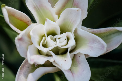 Blooming Pink and White Oriental Lily