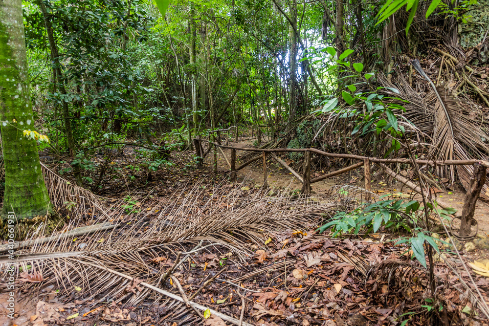 Forest in the National Park El Choco near Cabarete, Dominican Republic Forest in the National Park El Choco near Cabarete, Dominican Republic