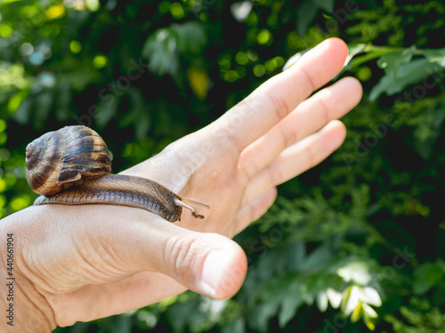 Woman hand with live snail on green foliage background. Shelled gastropod crawls on human palm. Symbol of nature exploration, unity of people and nature.