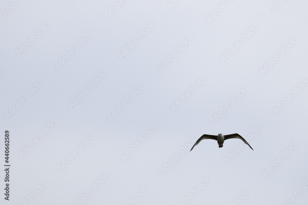 Birds flying around the coastal area of Zeeland. Birds flying around the coastal area of Zeeland.