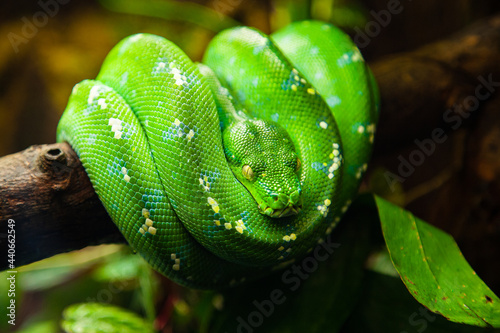 Python émeraude / Morelia Viridis 