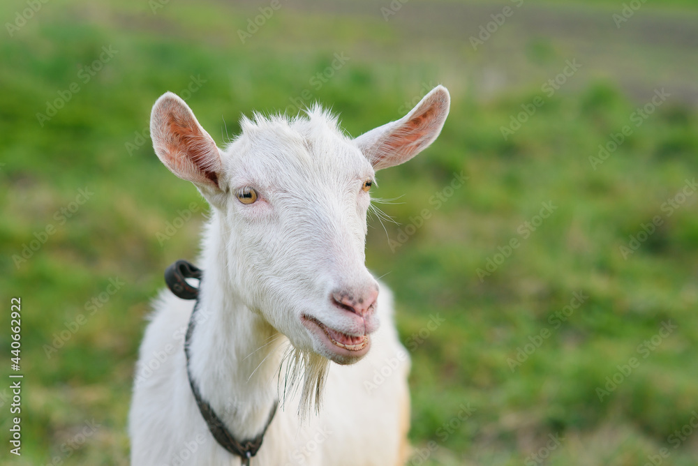 Funny joyful goat grazing on a green grassy lawn. Close up portrait of a funny goat. Farm Animal. The goat is looking at the camera.