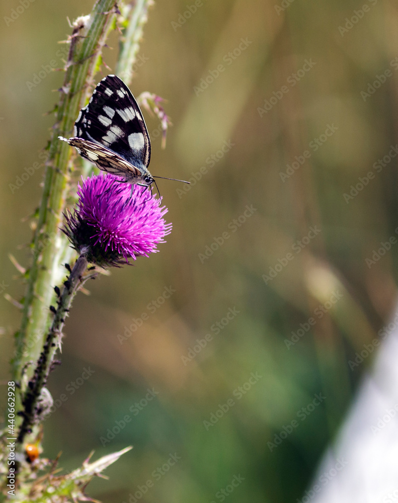 a Melanargia galathea