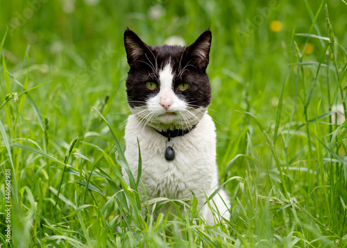 black and white cat sitting on the green grass