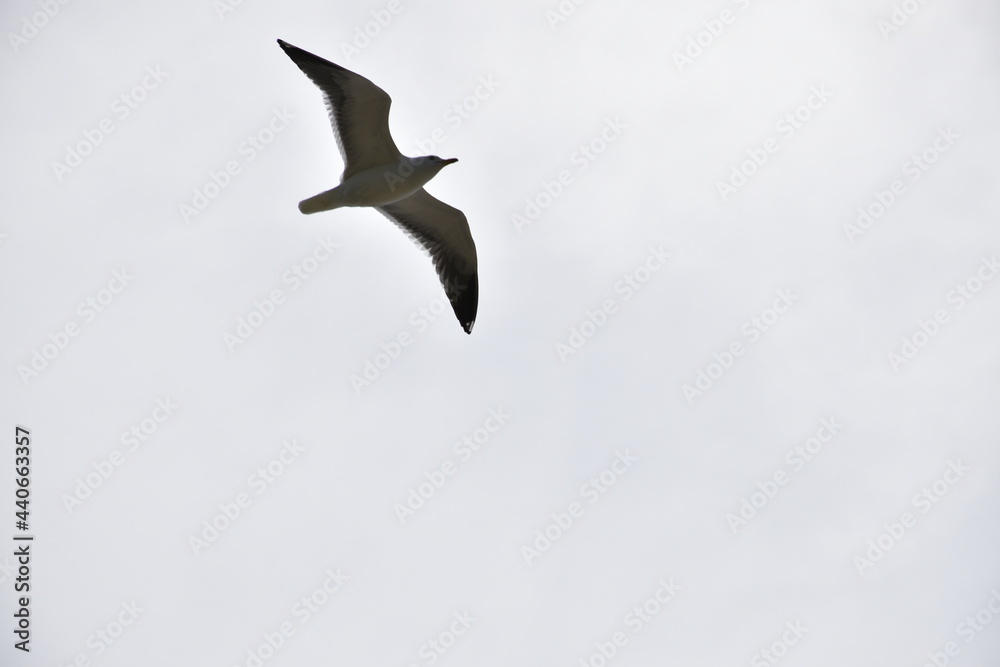 Obraz premium Birds flying around the coastal area of Zeeland. 