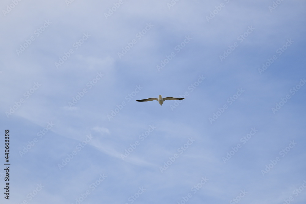 Birds flying around the coastal area of Zeeland. Birds flying around the coastal area of Zeeland.