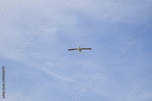 Birds flying around the coastal area of Zeeland. 