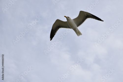 Birds flying around the coastal area of Zeeland. 