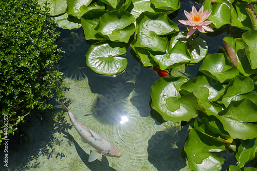 Bilde på lerret Top view pink water lily with leaves, lotus flower and coin fish in a pond