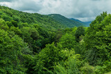 Forest of Caucasus mountains near Zaqatala, Azerbaijan