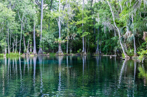 clear, blue spring water in Silver Springs, Florida with tress and Spanish moss