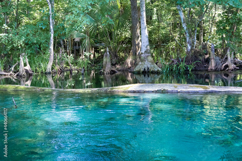 clear, blue spring water in Silver Springs, Florida with tress and Spanish moss
