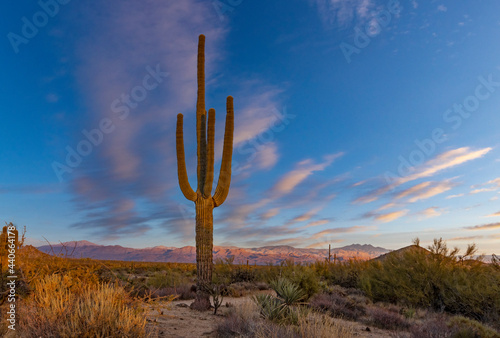 Lone Saguaro Cactus At Dusk Time