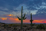 Saguaro Cactus And Sunset Skies In Scottsdale, AZ