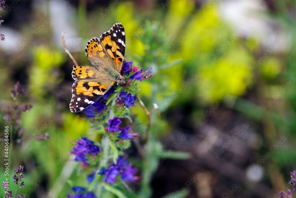 Obraz premium The Vanessa cardui