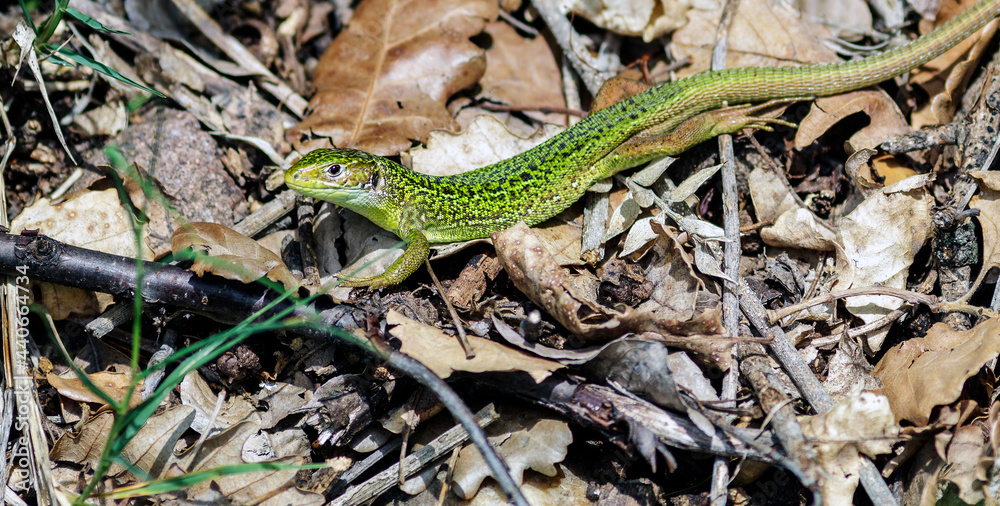 A still green lizard A still green lizard