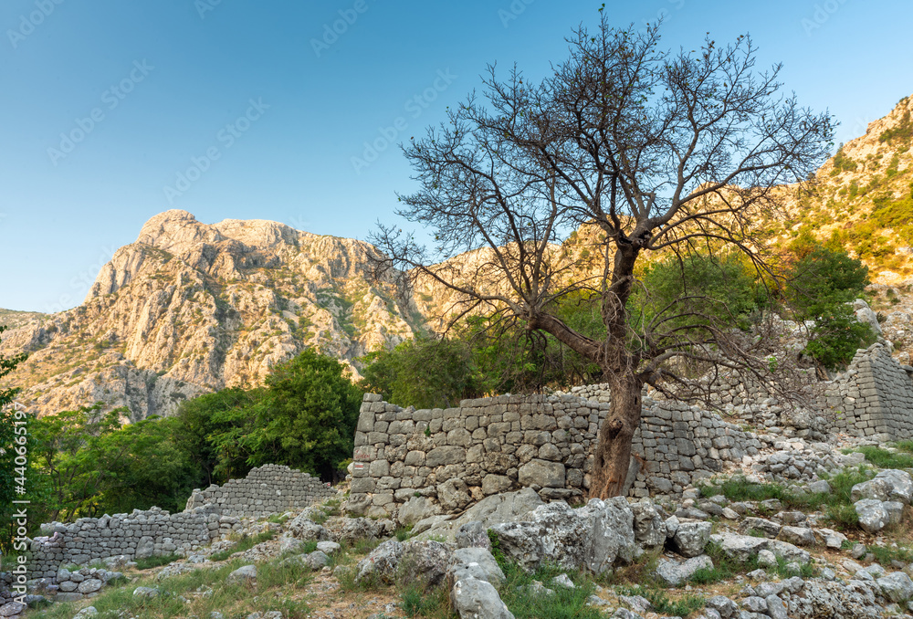 A lone tree standing at sunset in a beautiful mountain landscape surrounding the ancient city of Kotor,Montenegro.