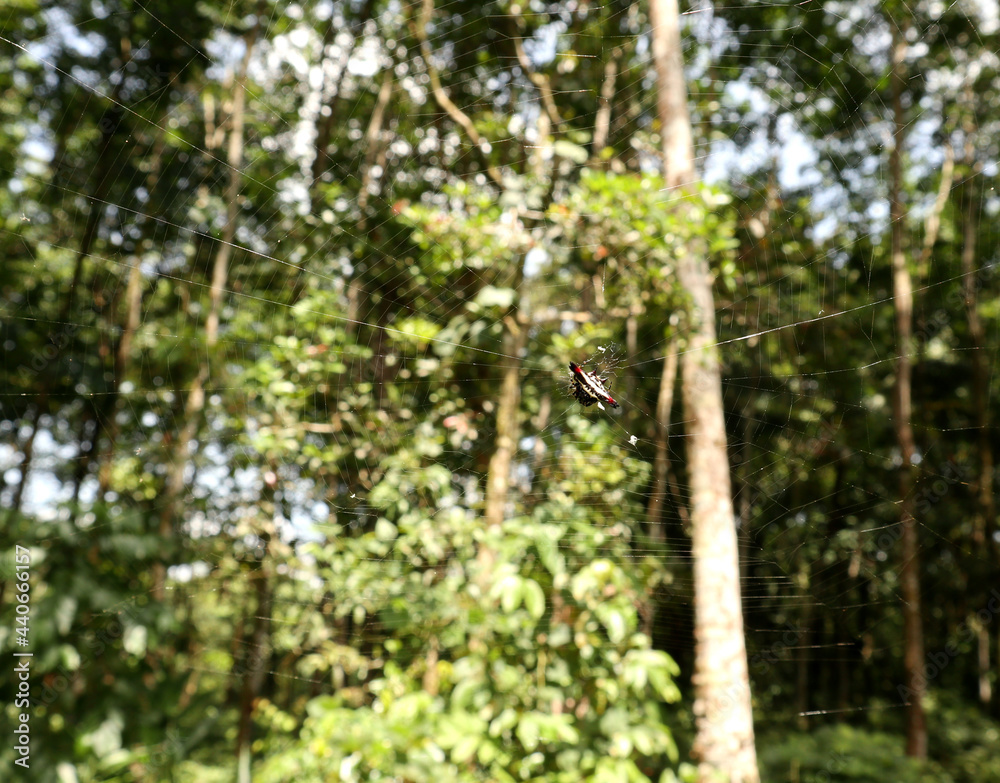 Obraz premium A spiny orb weaver spider on its web in a sunny day in the garden