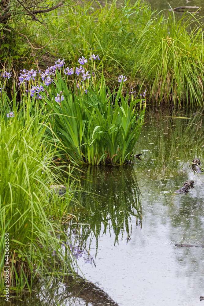 Iris versicolor is also commonly known as the blue flag, harlequin blueflag, larger blue flag, northern blue flag and poison flag