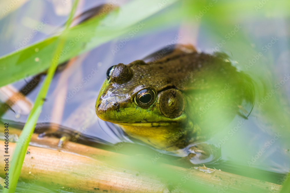 green frog (Lithobates clamitans or Rana clamitans) green frog (Lithobates clamitans or Rana clamitans)