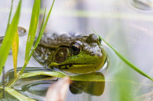 Obraz na plátne green frog (Lithobates clamitans or Rana clamitans)