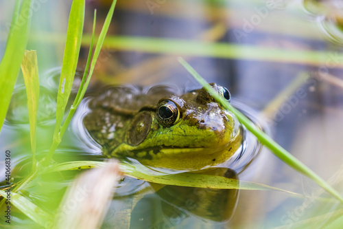 green frog (Lithobates clamitans or Rana clamitans)  photo