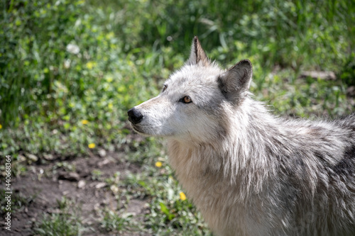Wolf dog at the Yamnuska Sanctuary In Aberta.