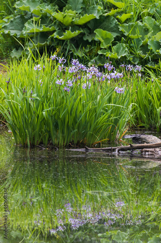 Iris versicolor is also commonly known as the blue flag, harlequin blueflag, larger blue flag, northern blue flag and poison flag