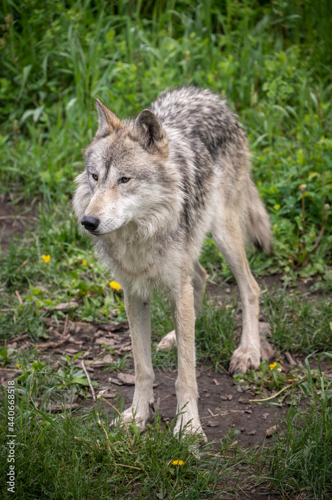 Wolf dog at the Yamnuska Sanctuary In Aberta.
