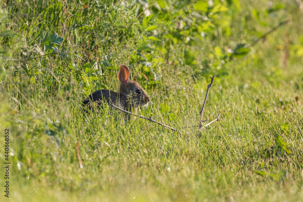 Fototapeta premium The eastern cottontail (Sylvilagus floridanus)