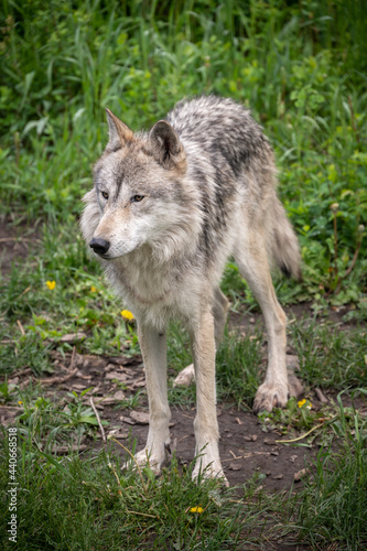 Wolf dog at the Yamnuska Sanctuary In Aberta.