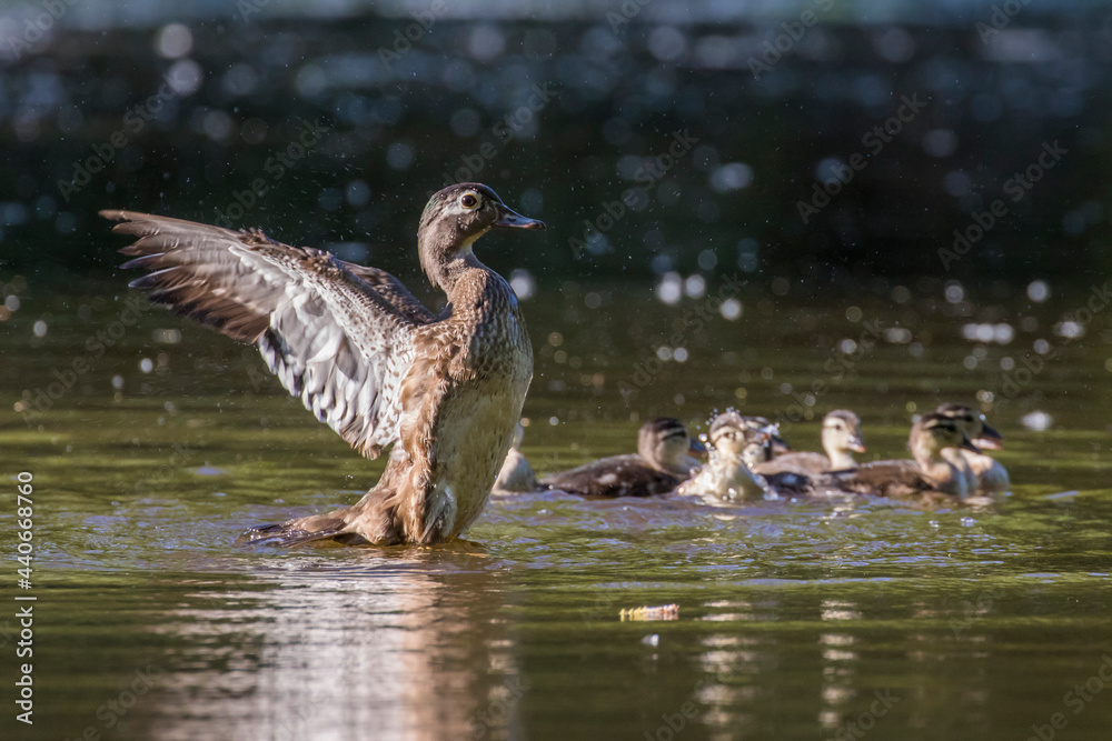 Fototapeta premium wood duck or Carolina duck (Aix sponsa) with babies