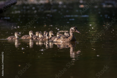 wood duck or Carolina duck (Aix sponsa) with babies © Mircea Costina