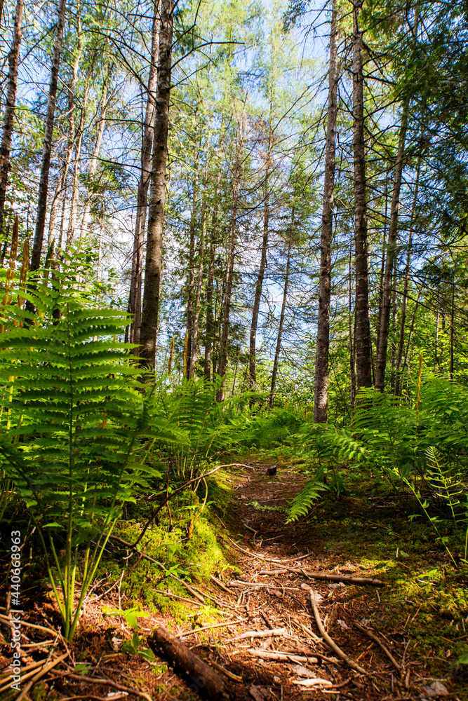 Fototapeta premium laurentian forest in early summer