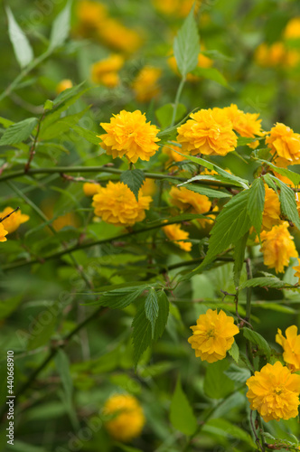 The name of these flowers is " Kerria japonica".
Scientific name is Japanese kerria.