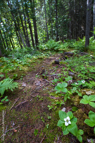 laurentian forest in early summer