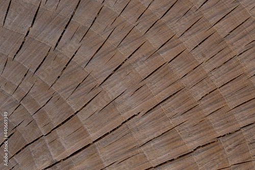 Closeup of surface of a wooden cross-section cut