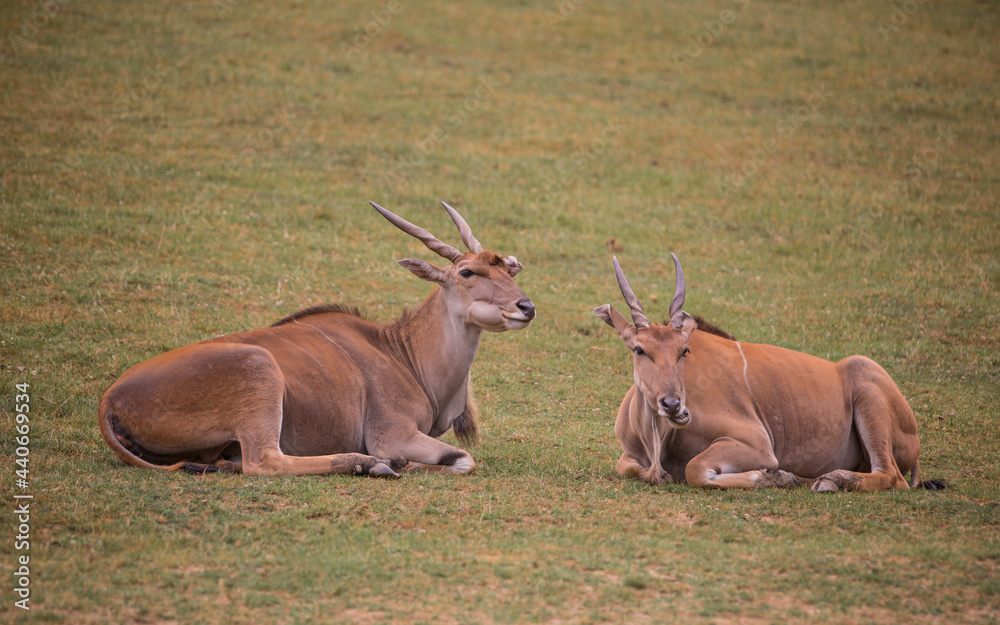 Common eland called as eland antelope (Taurotragus oryx) laying on grassland resting and ruminating. Common eland called as eland antelope (Taurotragus oryx) laying on grassland resting and ruminating.