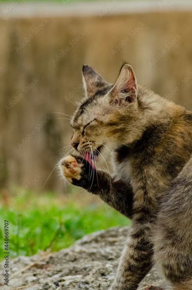 cat lick their paws