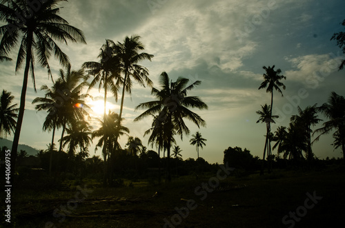 trees on the beach at sunset © hafizzat