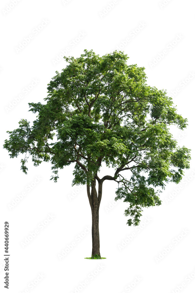 Obraz premium Isolated green tree on white background, Trees isolated on white background, tropical trees isolated used for design, advertising and architecture.