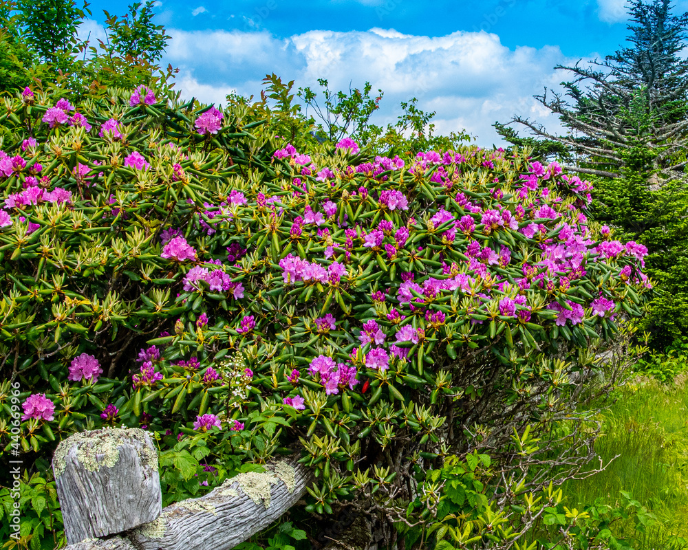 rhododendron on the Appalachian Trail