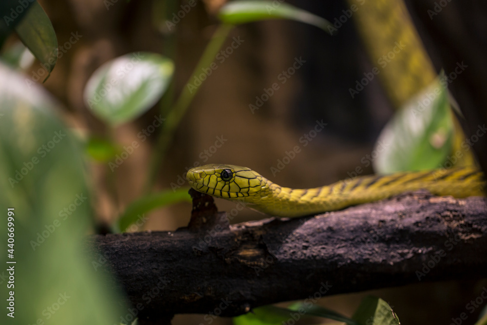 Naklejka premium Close up Western green mamba Dendroaspis viridis on branch in wood of dense tropical forest.