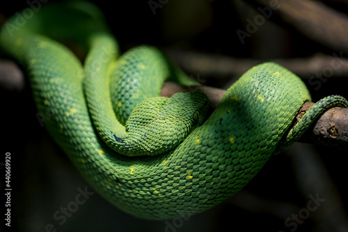 Green snake Morelia viridis, looking similar to Corallus, rests on a tree branch in the Amazon rainforest photo