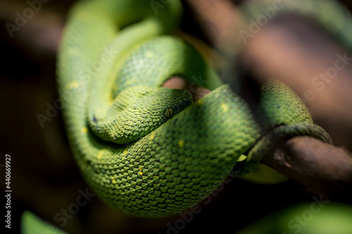 Green snake (Morelia viridis), looking similar to Corallus, rests on a tree branch in the Amazon rainforest photo