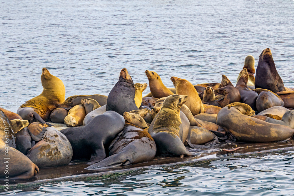Fototapeta premium California Sea Lions
