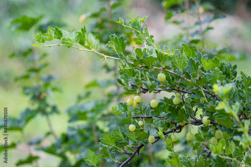 Gooseberries on the bush. Gooseberry on the farm Gooseberries on the bush. Gooseberry on the farm