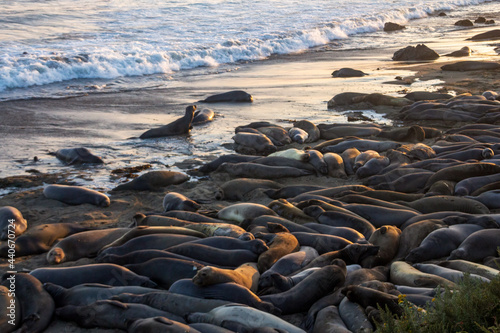 Northern Elephant seals gathered on the beach