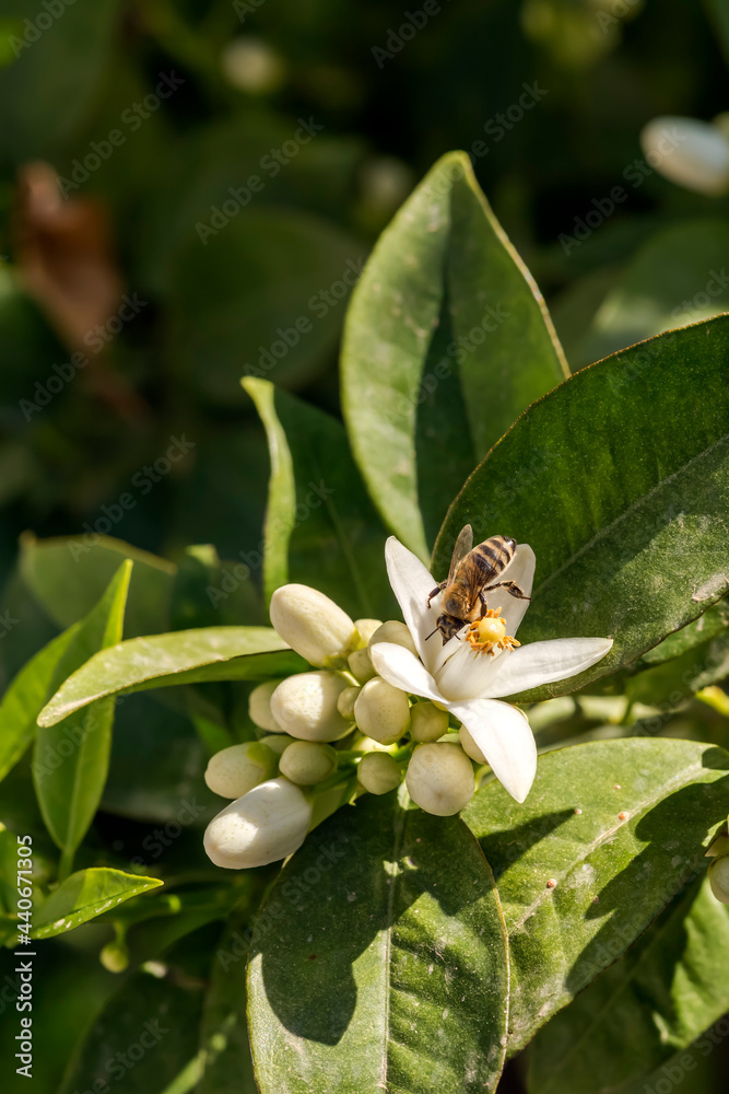 Bee collect nectar with orange tree flowers close-up, on a spring, sunny day Bee collect nectar with orange tree flowers close-up, on a spring, sunny day